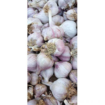 Natural Fresh Vegetables of Pure White Garlic